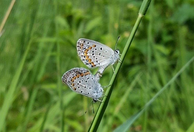 Habitat Restoration and Monitoring