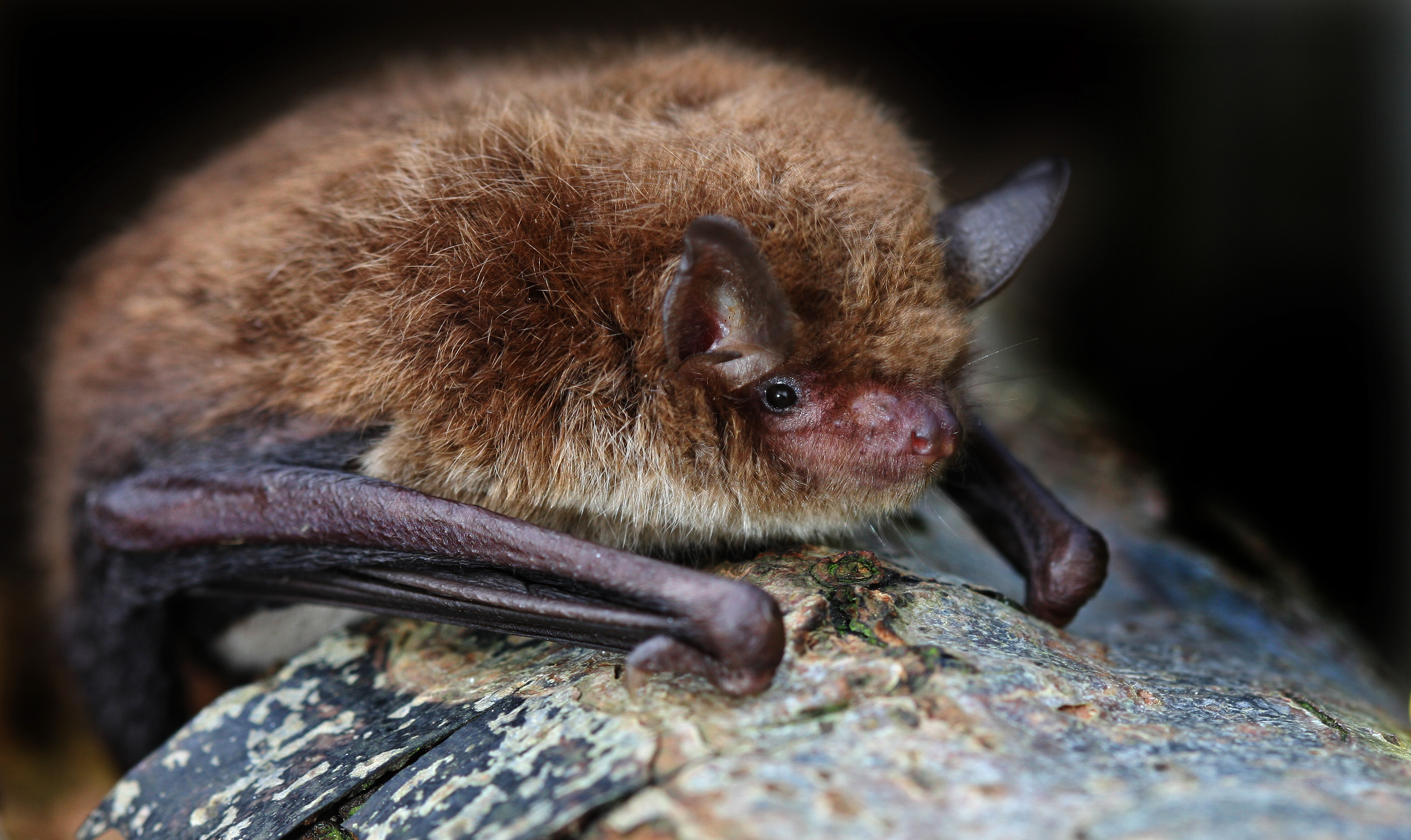 Bat