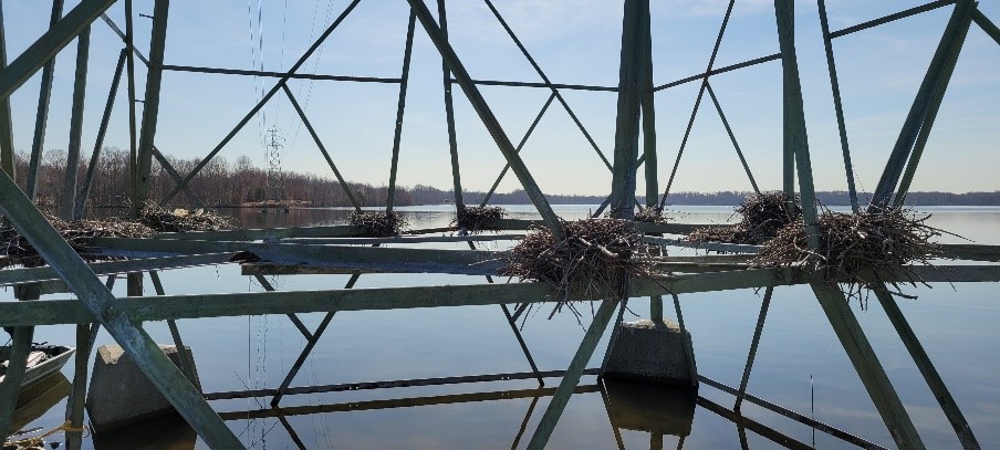 Cormorant Nesting