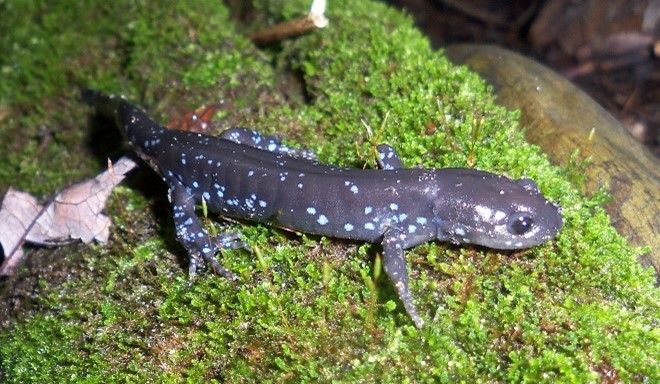 Habitat Restoration and Monitoring