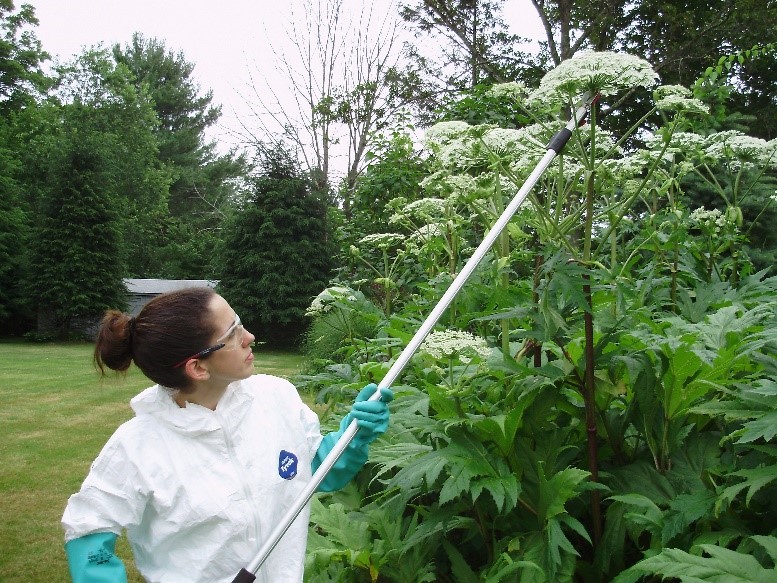 Giant Hogweed Phototoxic Sap
