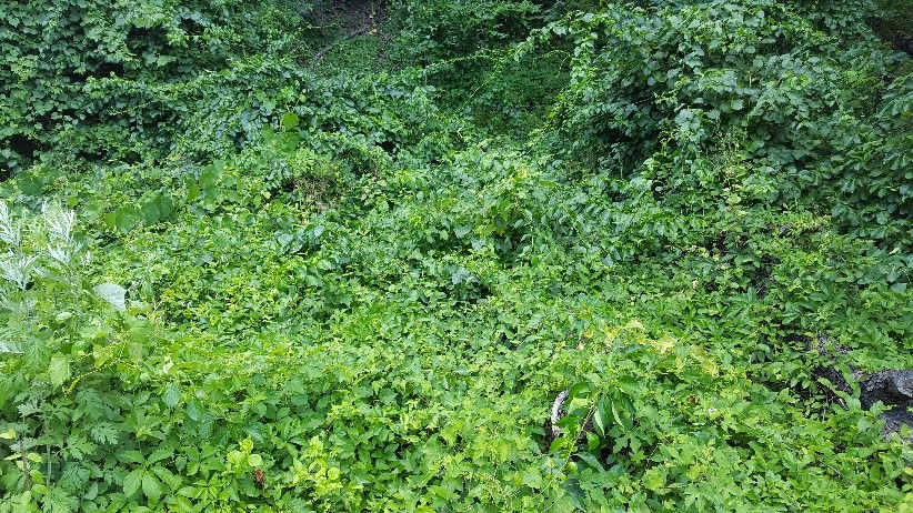 Invasive Species