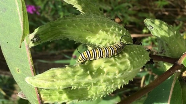 Pollinator