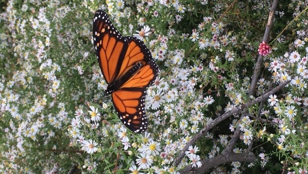 Monarch Butterfly